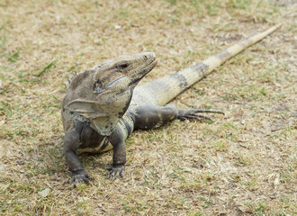 Iguana