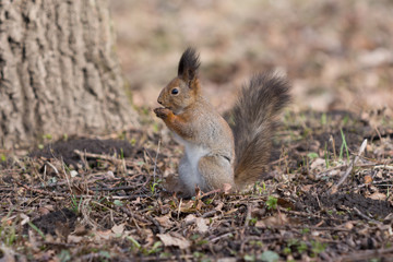 Naklejka na ściany i meble Cute red squirrel eats an acorn on back paws.