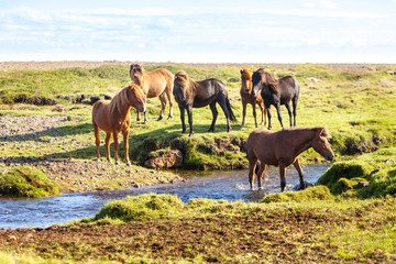 Horses in a green field of Iceland