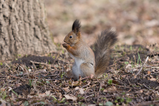Cute red squirrel eats an acorn on back paws. © anatmari