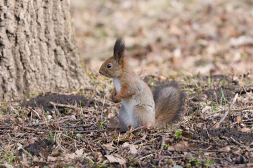 Naklejka na ściany i meble Pretty red squirell stands on paws and looks to the side.