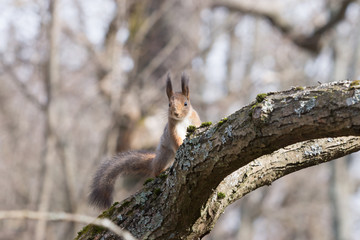 Pretty red squirell sits on the branch and looks streight.