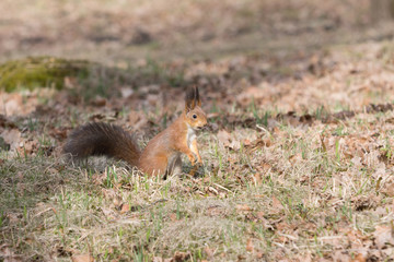 Naklejka na ściany i meble Fluffy pretty red squirell stands on paws and looks to the side.