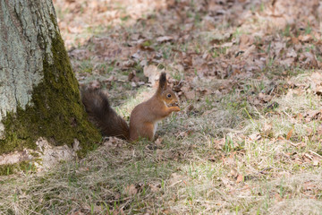Naklejka na ściany i meble Furry red squirrel gnaws and eats an acorn on back spaws.