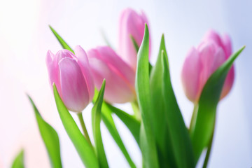 Obraz na płótnie Canvas Beautiful pink tulips on light background