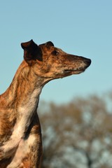Galgo Espanol Portrait