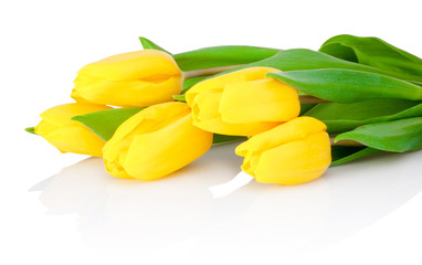 Yellow tulip flowers are isolated on a white background