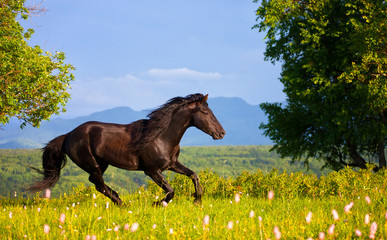 bay horse jumps on a green summer meadow against mountains