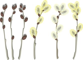 Pussy willow branches © Kazakova Maryia