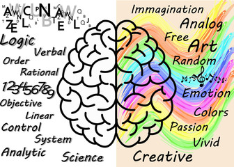 right brain and left brain