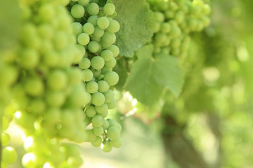 White grapes background.