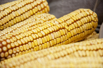 Maize