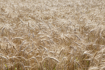 Wheat