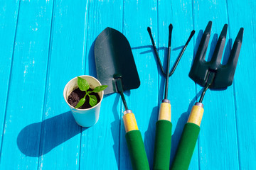 Seedling tomato in white cup, a shovel and a rake on a wooden