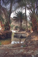 Wadi Bani Khalid Oasis with Palm Trees