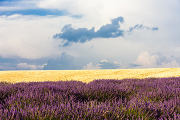 Fototapeta premium lavender and grain field, Provence, France