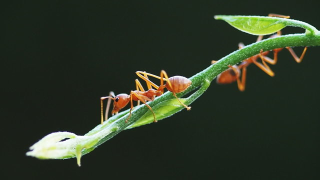 red weaver ant working on green tree leaves, 60 fps clip.