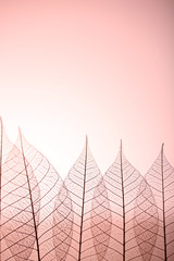 Skeleton leaves on pink background, close up