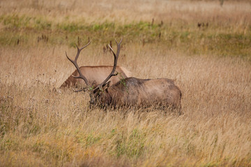 Rutting Bull Elk