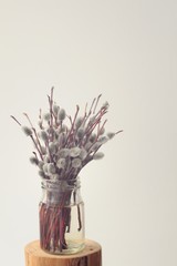 Bunch of pussy willow twigs in glass jar on white background