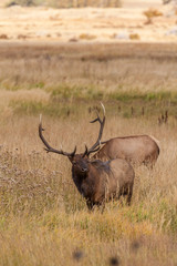 Naklejka na ściany i meble Bull Elk in Rut