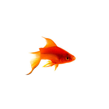 Orange Sword-tail Fish