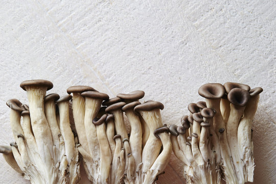 Mushrooms 
