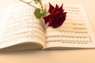 Fototapeta premium Partition et rose 2