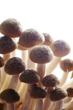Mushrooms 