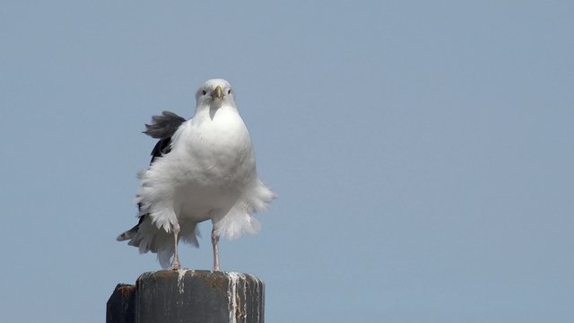 M&ouml;we im Wind