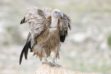 Griffon vulture shaking his feathers.