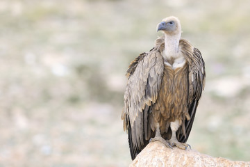 Griffon vulture standing on a rock.