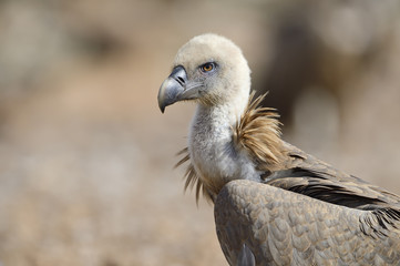 Griffon vulture protrait.