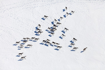 Herd of wild reindeer, top view