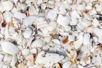 Seashell Textures