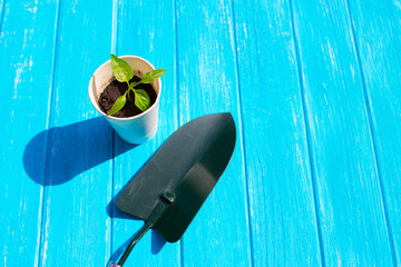Planting tomato seedlings in peat pellets on wooden background