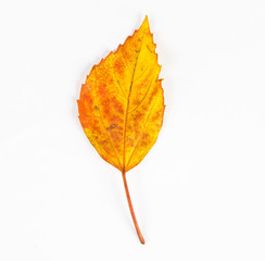 dried autumn leaves falling down on white floor