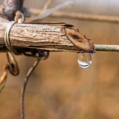 vigne en pleurs