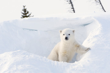 Polar bear cub coming out den, Wapusk N.P.
