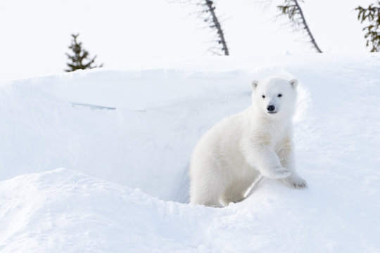 Polar bear cub coming out den, Wapusk national park, Canada.