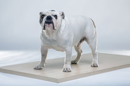 Bulldog inglese maschio in posa