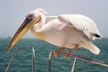 Pelikan