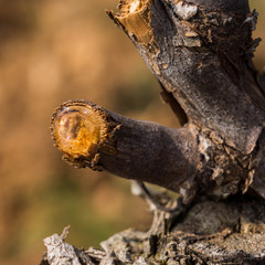 vigne en pleurs