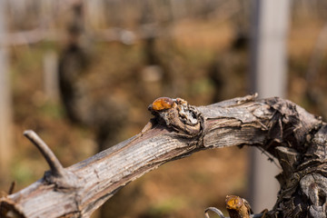vigne en pleurs
