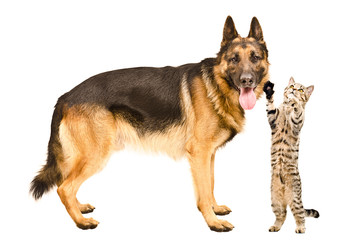 Playful cat and a German Shepherd