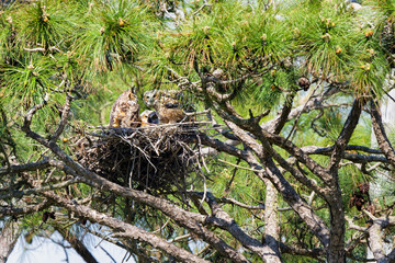 Nesting Owls