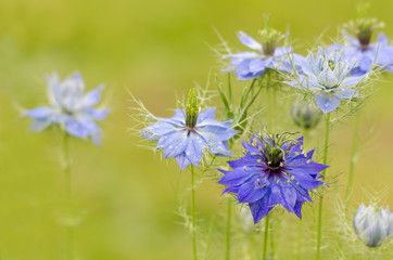 Love-in-a-mist, Gardenflower