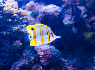 Obraz na płótnie Canvas Colorful fish in aquarium