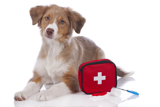 Australian Shepherd Welpe mit Erste Hilfe Set