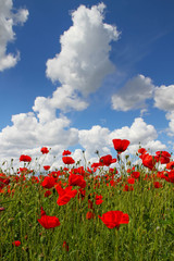 Poppy field